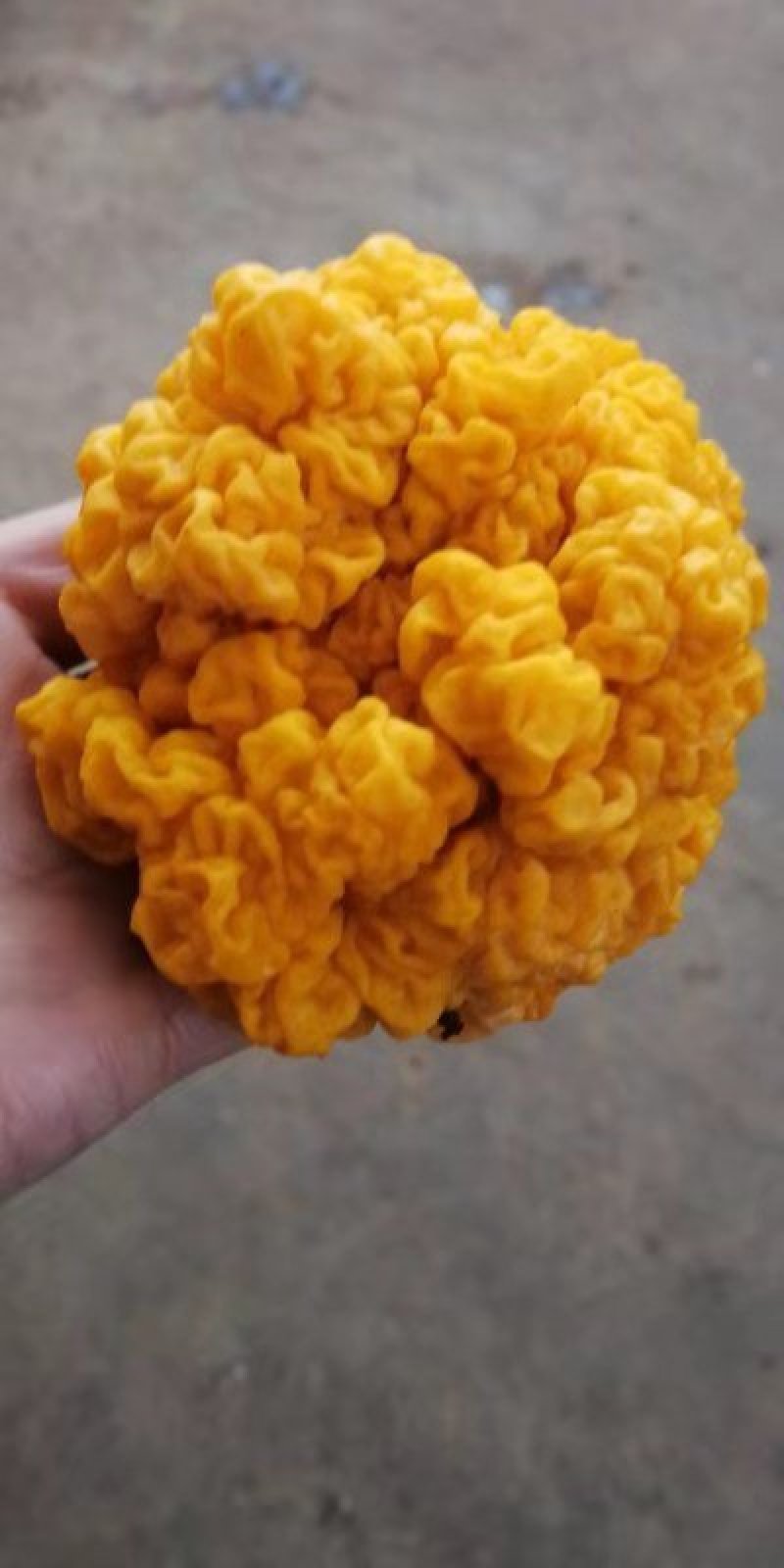 一件代发云南精品食用菌野生菌鲜货段木金耳