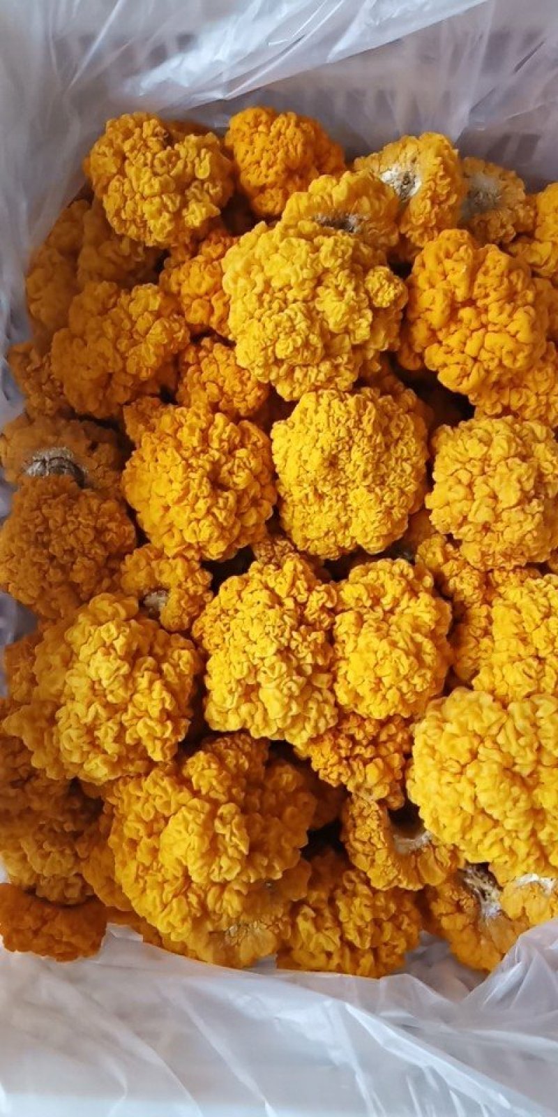 一件代发云南精品食用菌野生菌鲜货段木金耳