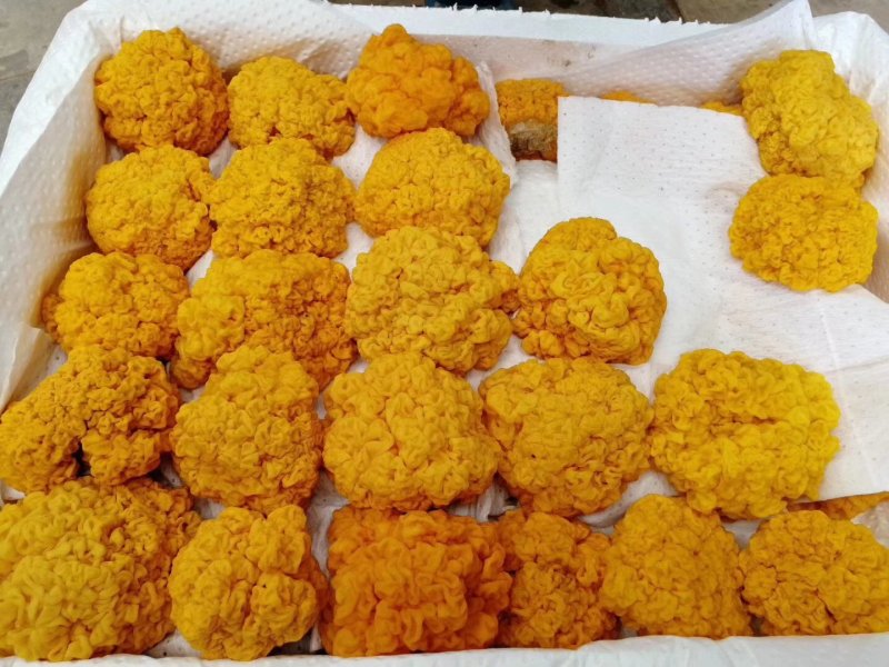 一件代发云南精品食用菌野生菌鲜货段木金耳