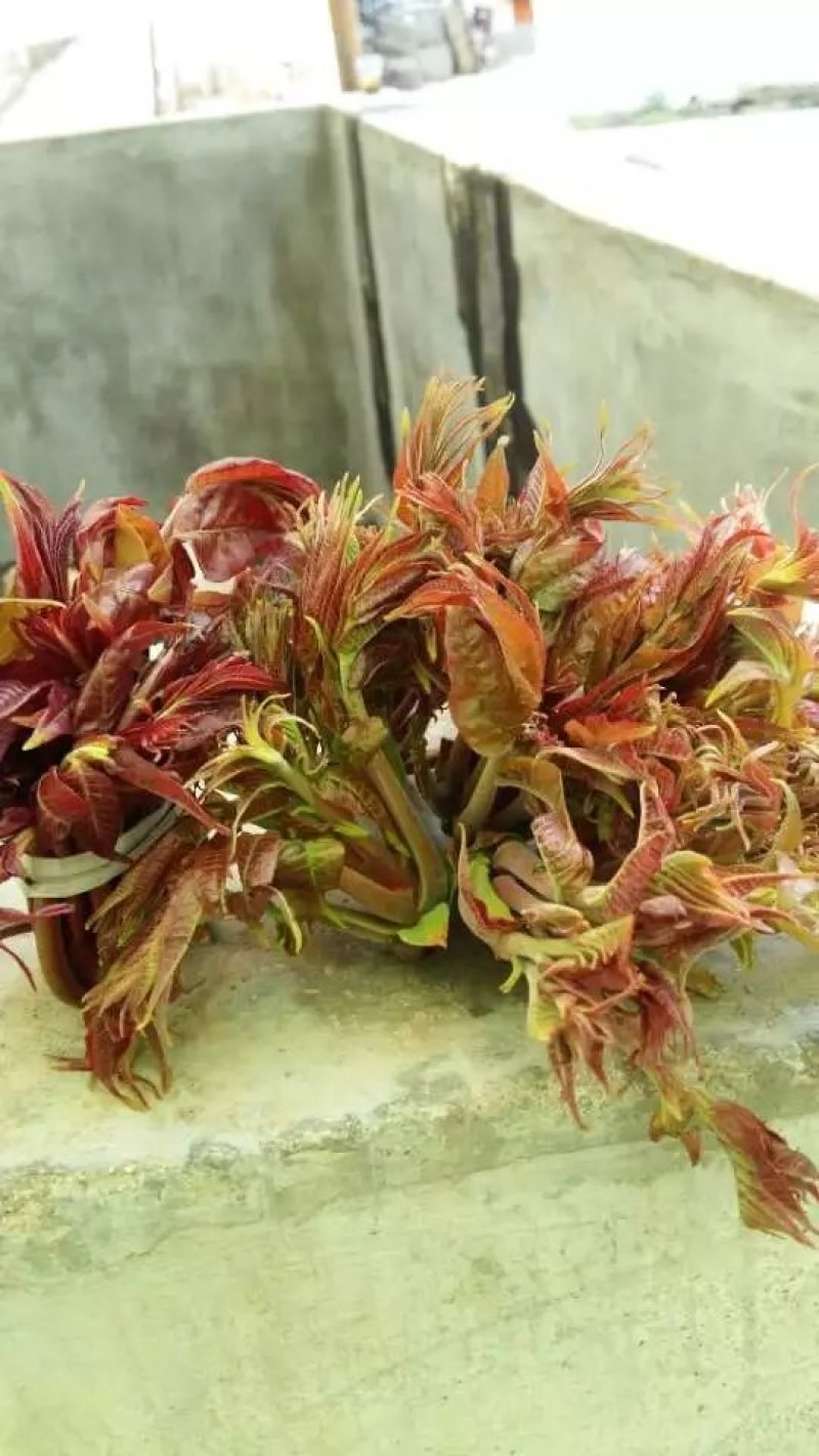 商洛山阳野生精品香椿芽