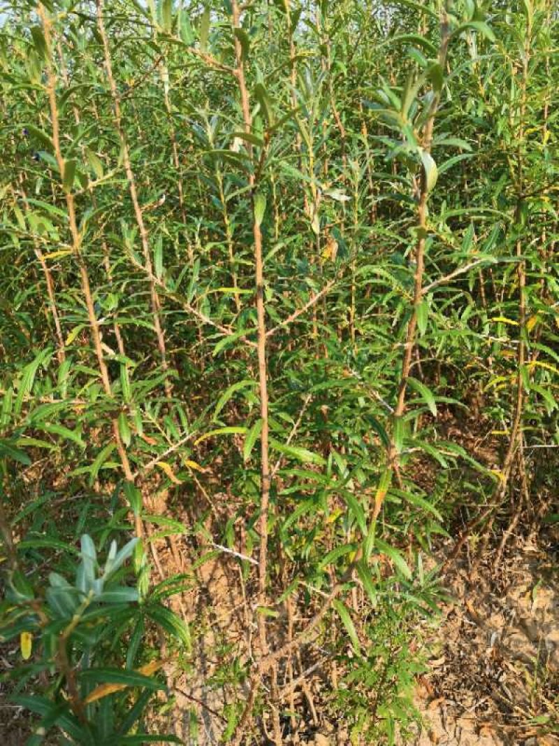 沙棘苗(扦插苗，籽播苗，一年苗，二年苗)和杯苗