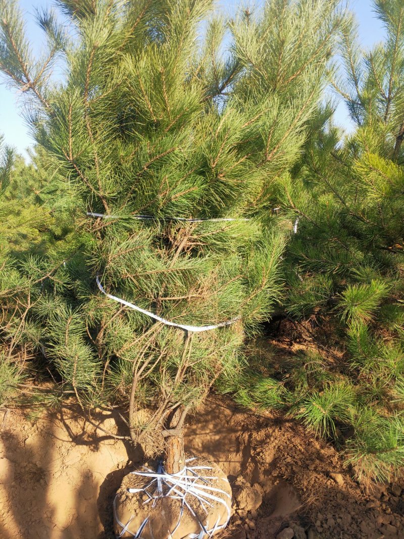 出售营养杯油松苗，大田定植油松苗，产地直供，线上交易