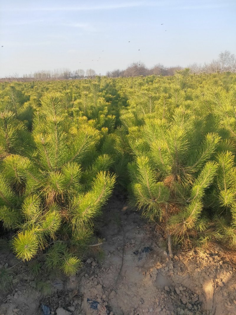 出售营养杯油松苗，大田定植油松苗，产地直供，线上交易
