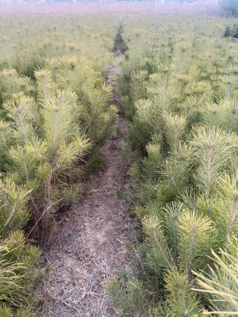 出售营养杯油松苗，大田定植油松苗，产地直供，线上交易