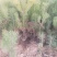 出售营养杯油松苗，大田定植油松苗，产地直供，线上交易