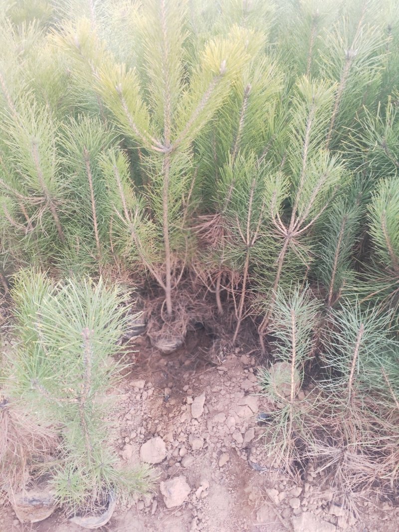 出售营养杯油松苗，大田定植油松苗，产地直供，线上交易