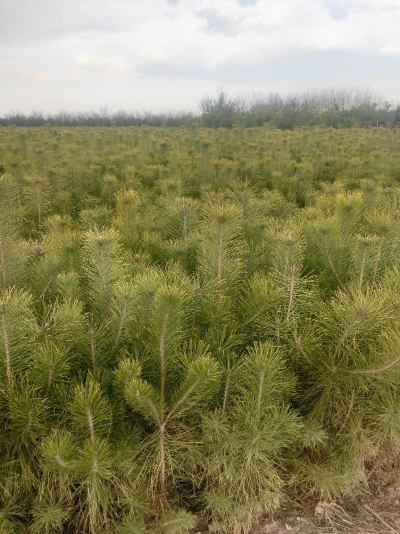 出售营养杯油松苗，大田定植油松苗，产地直供，线上交易