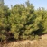 出售营养杯油松苗，大田定植油松苗，产地直供，线上交易