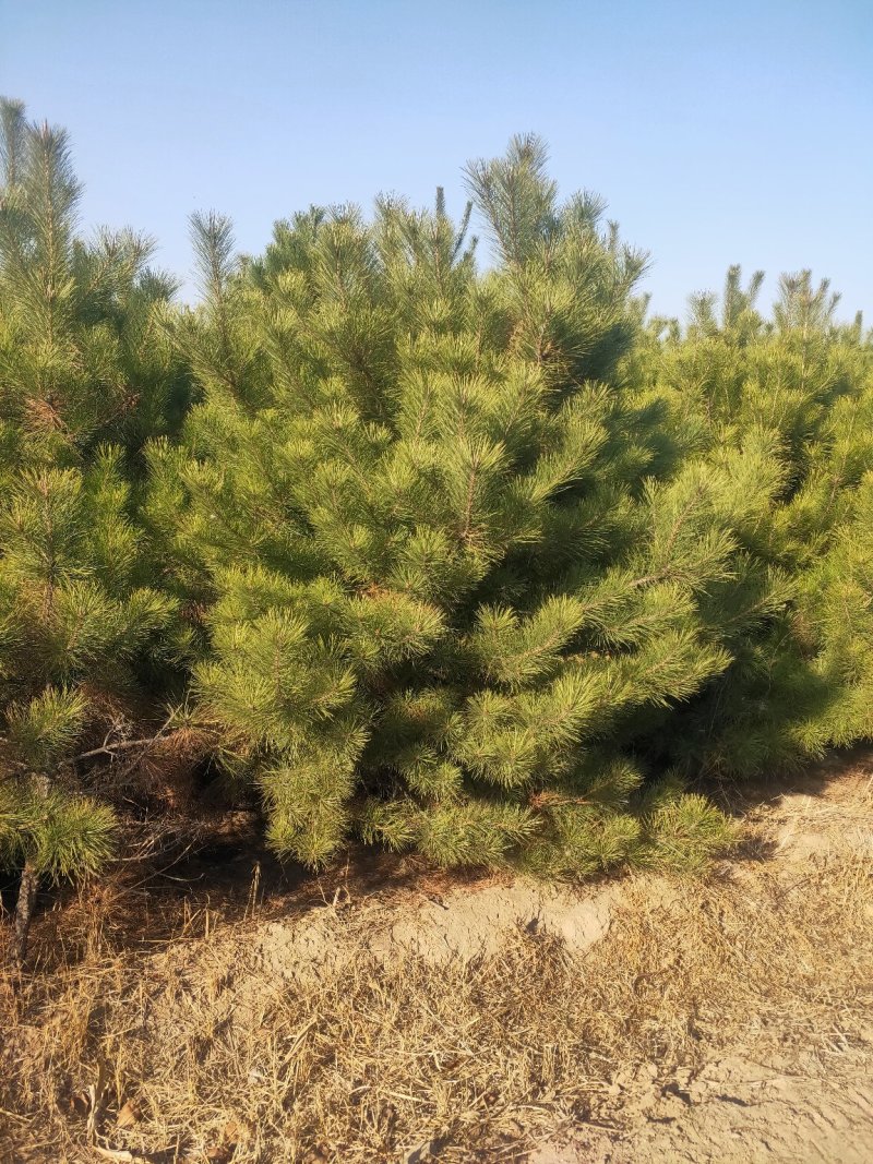 出售营养杯油松苗，大田定植油松苗，产地直供，线上交易