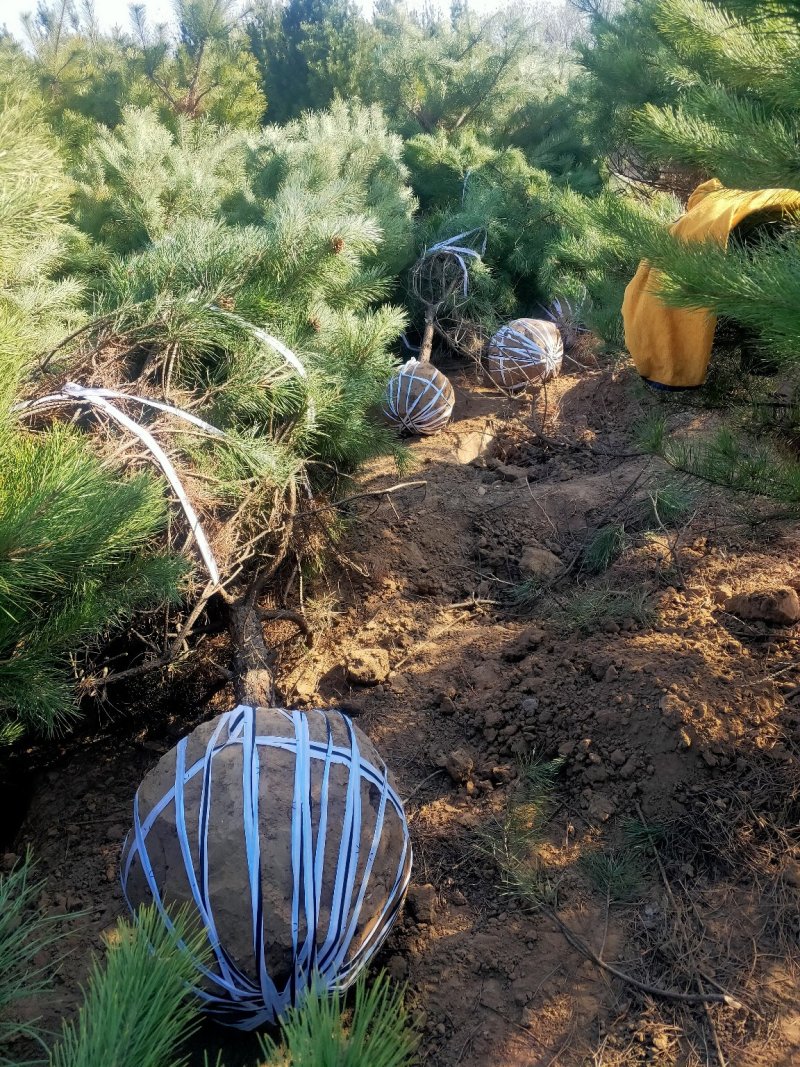 出售营养杯油松苗，大田定植油松苗，产地直供，线上交易