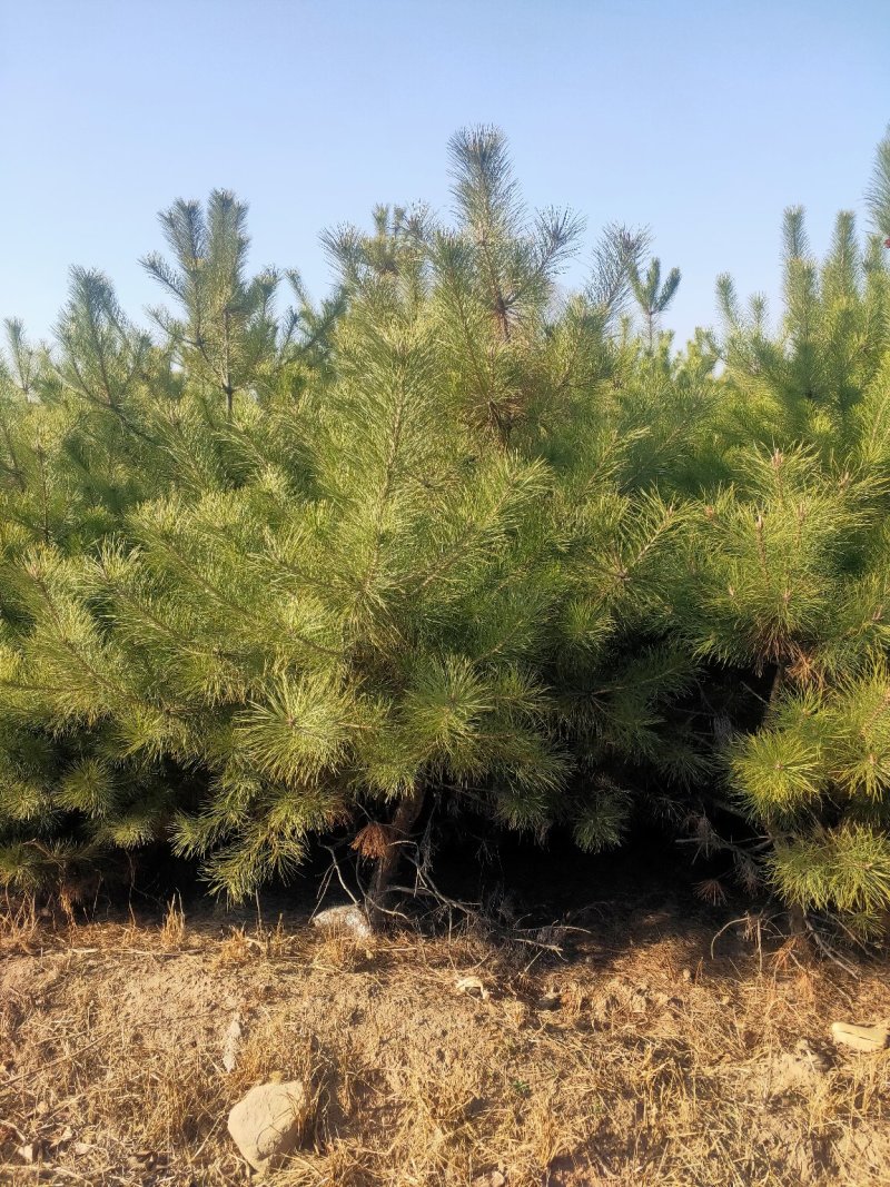 出售营养杯油松苗，大田定植油松苗，产地直供，线上交易