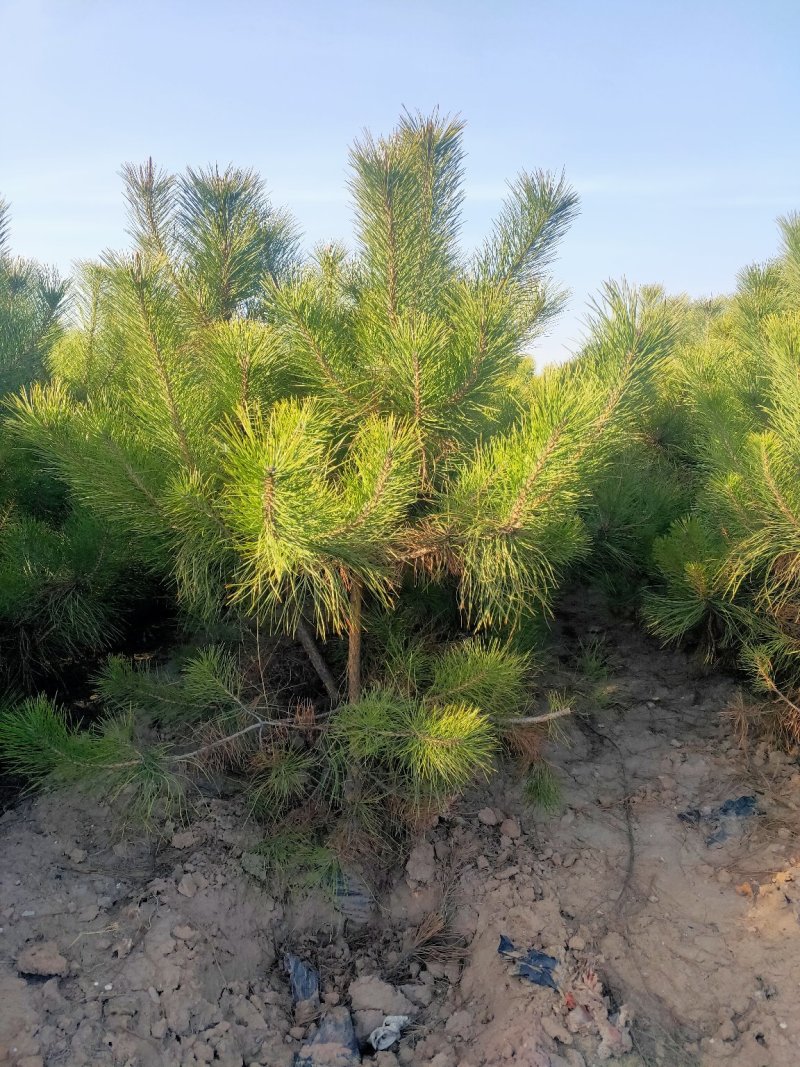 出售营养杯油松苗，大田定植油松苗，产地直供，线上交易