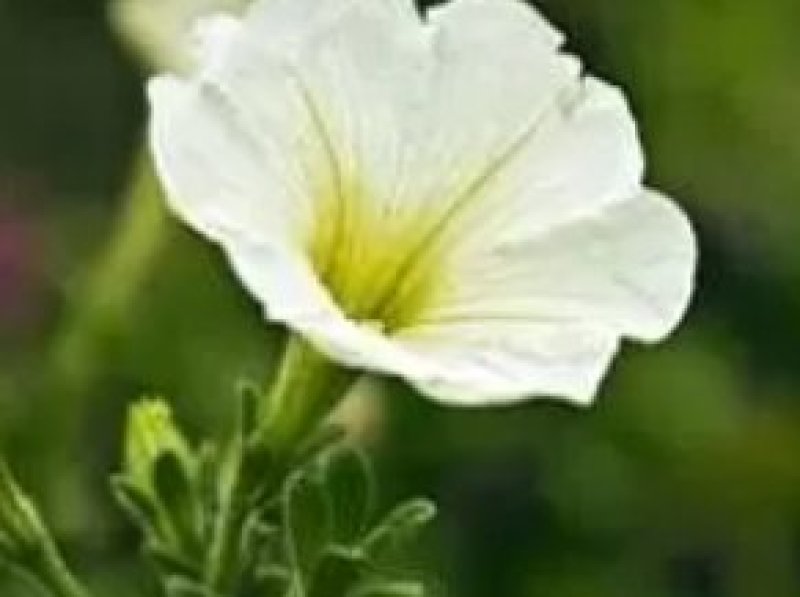 牵牛种子是一种多年生草本花卉