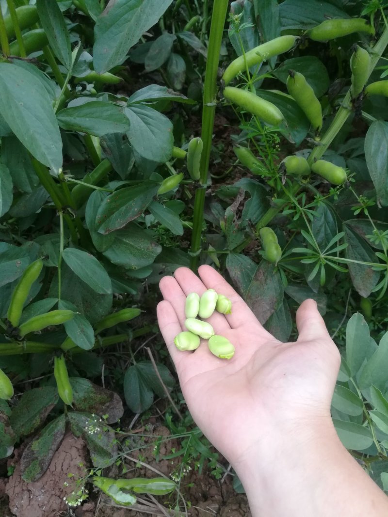 精品胡豆