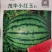 小红玉礼品西瓜种子，甜脆多汁，单瓜三四斤，糖度13.7