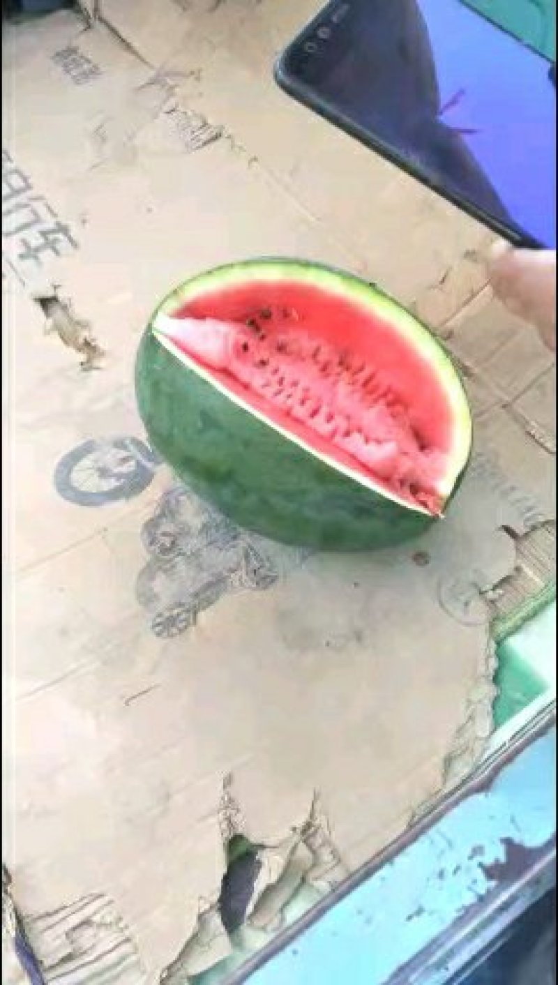龙卷风西瓜种子高糖8号中早熟抗重茬码密易做果面光滑，