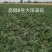 龙卷风西瓜种子高糖8号中早熟抗重茬码密易做果面光滑，