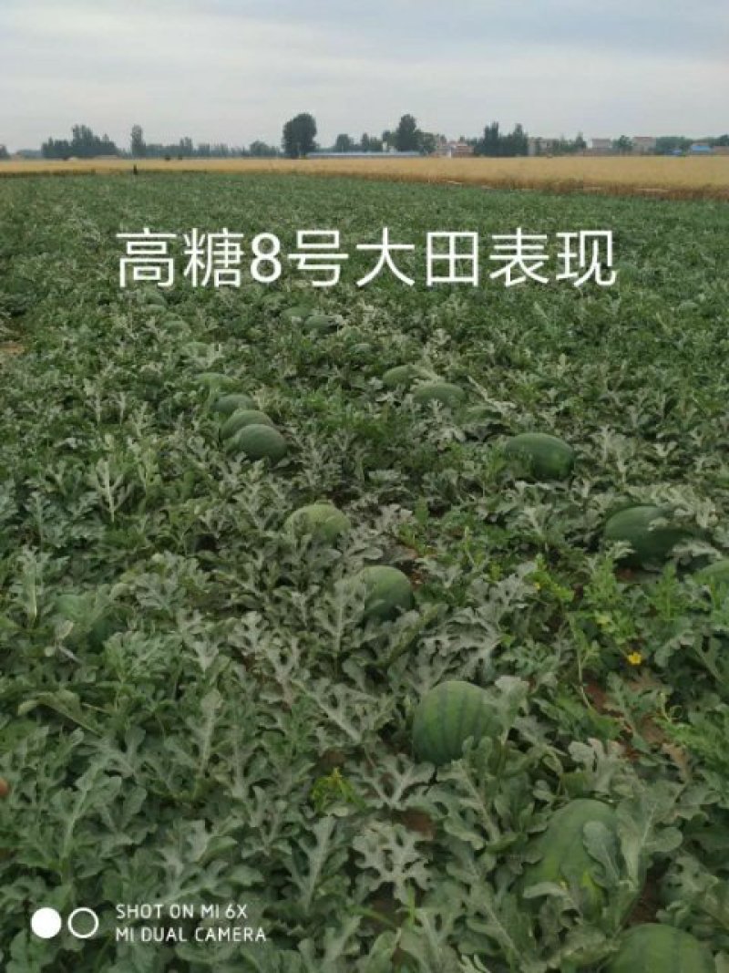 龙卷风西瓜种子高糖8号中早熟抗重茬码密易做果面光滑，