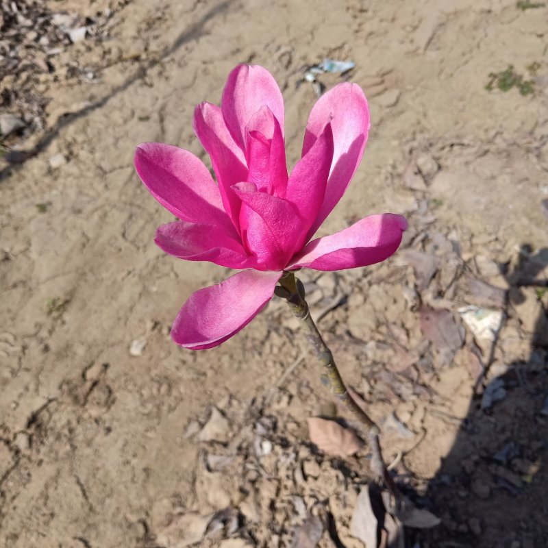 玉兰，红玉兰，娇红一号玉兰，当年开花，包品种