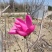玉兰，红玉兰，娇红一号玉兰，当年开花，包品种