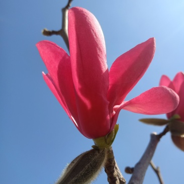 玉兰，红玉兰，娇红一号玉兰，当年开花，包品种
