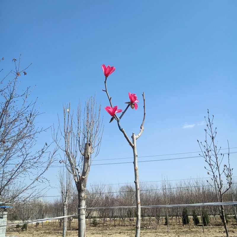 玉兰，红玉兰，娇红一号玉兰，当年开花，包品种