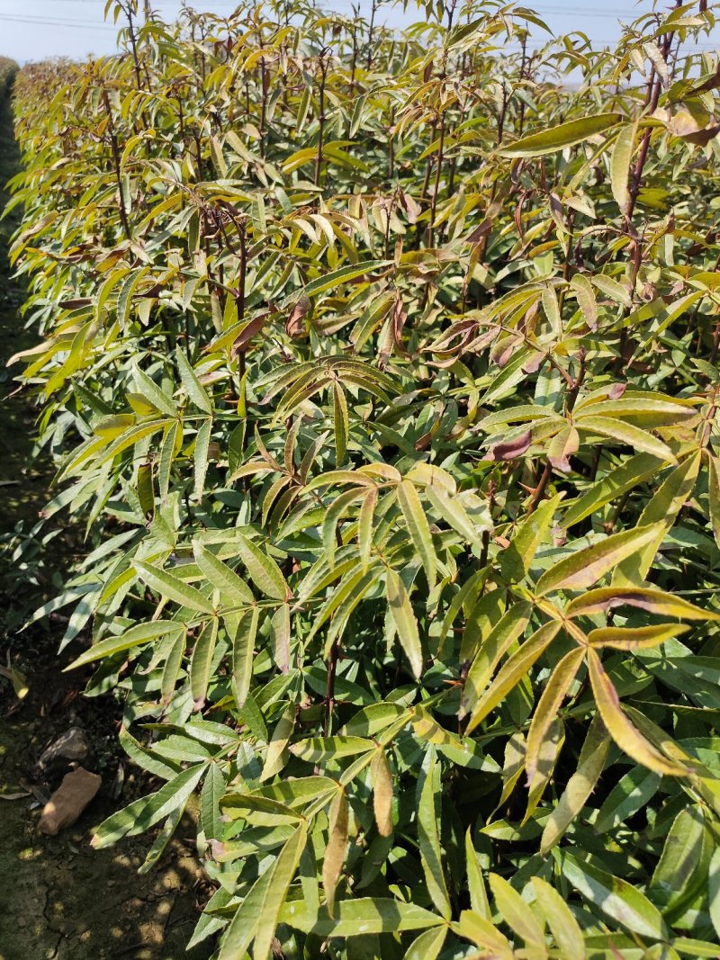 青花椒树苗九叶青花椒苗营养杯花椒苗可提供三证一签