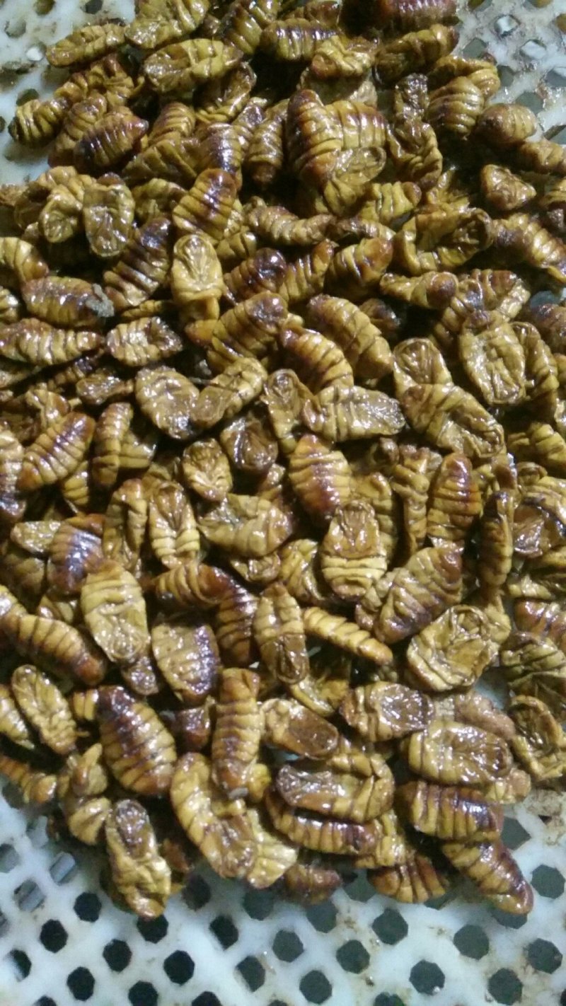 蚕蛹~干湿蛹~2022新货上市~桑蚕蛹
