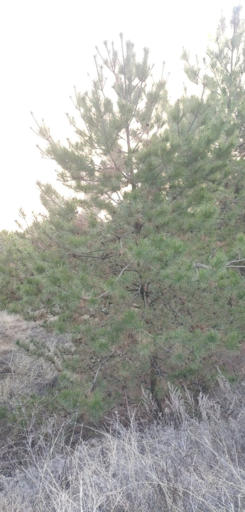 精品山地油松，一二级苗，