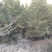 精品山地油松，一二级苗，