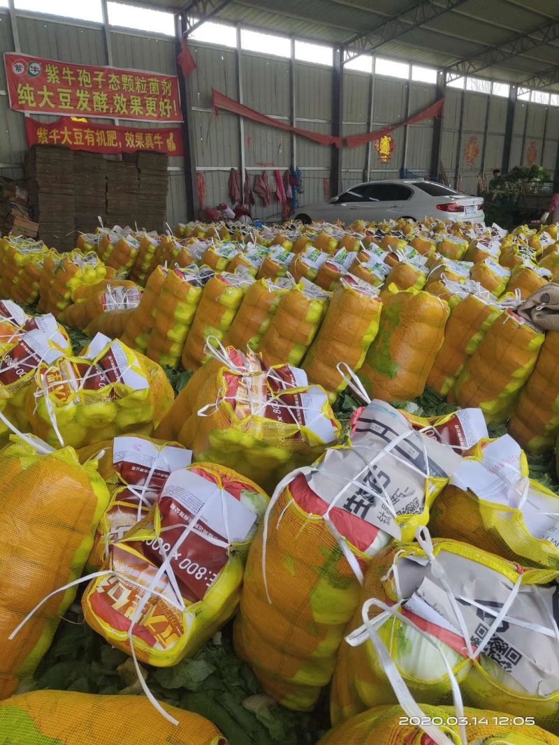 山东白菜【黄心】单颗净菜4-6斤基地直供一手货源