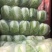 山东白菜【黄心】单颗净菜4-6斤基地直供一手货源