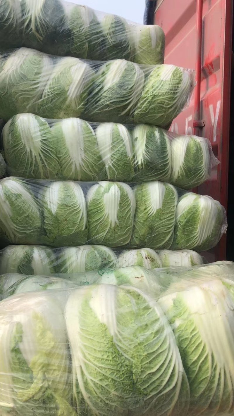 山东白菜【黄心】单颗净菜4-6斤基地直供一手货源