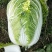 山东白菜【黄心】单颗净菜4-6斤基地直供一手货源