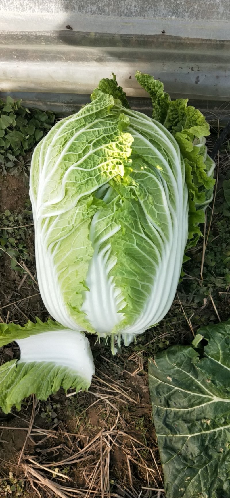 山东白菜【黄心】单颗净菜4-6斤基地直供一手货源