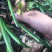 兰花苗春兰盆栽带花苞浓香型室内四季绿色植物