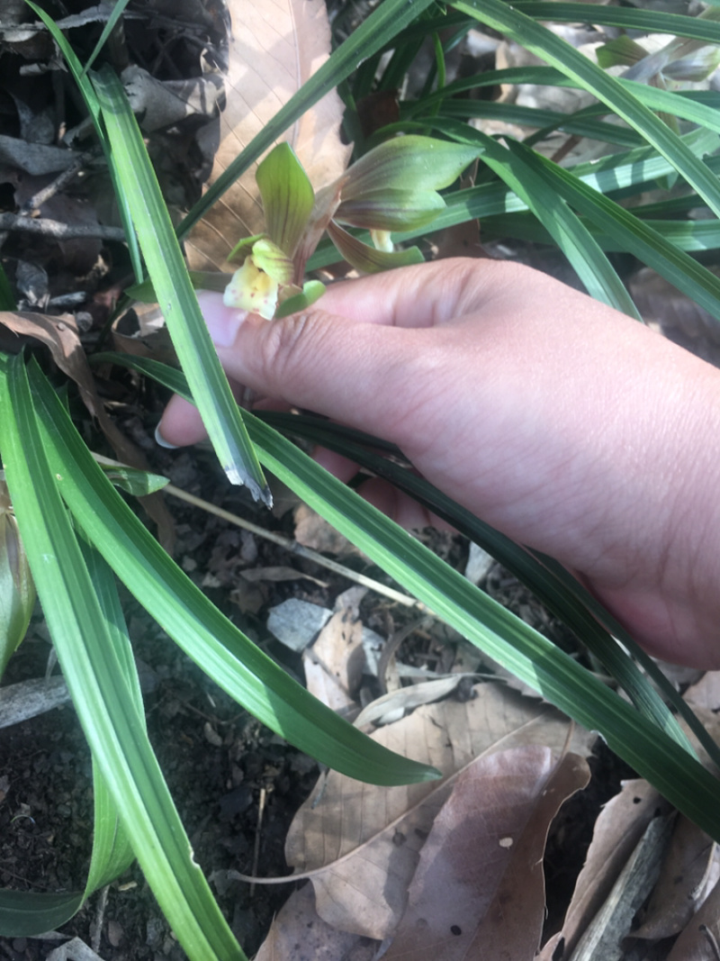 兰花苗春兰盆栽带花苞浓香型室内四季绿色植物