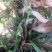 兰花苗春兰盆栽带花苞浓香型室内四季绿色植物