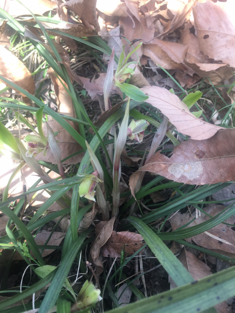 兰花苗春兰盆栽带花苞浓香型室内四季绿色植物