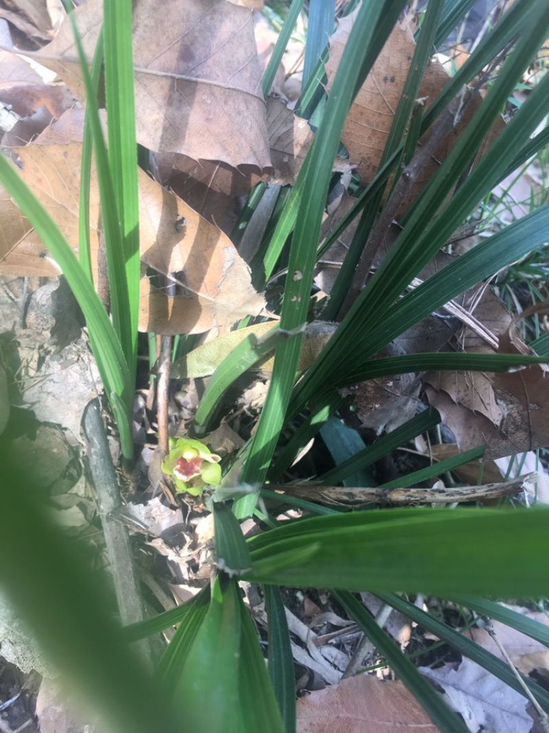 兰花苗春兰盆栽带花苞浓香型室内四季绿色植物