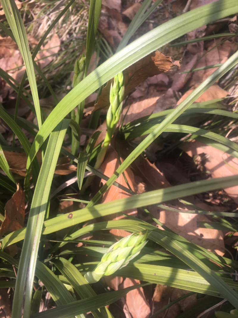 兰花苗春兰盆栽带花苞浓香型室内四季绿色植物