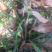 兰花苗春兰盆栽带花苞浓香型室内四季绿色植物