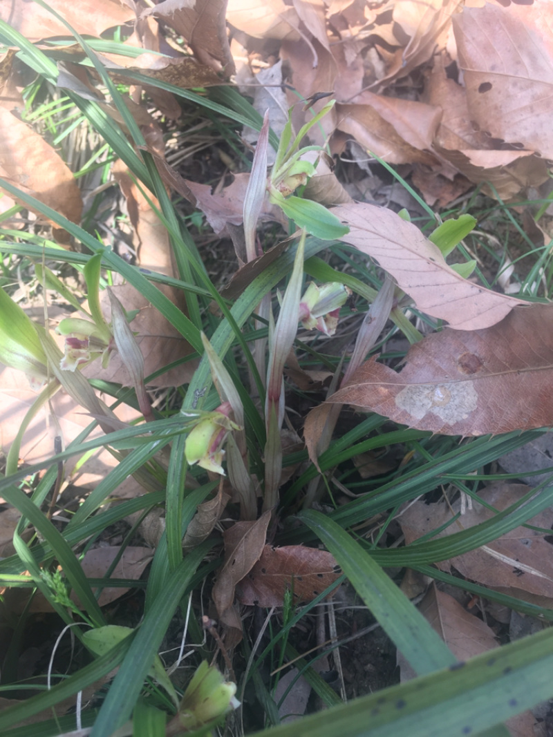 兰花苗春兰盆栽带花苞浓香型室内四季绿色植物