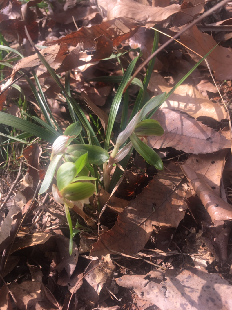 兰花苗春兰盆栽带花苞浓香型室内四季绿色植物
