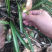 兰花苗春兰盆栽带花苞浓香型室内四季绿色植物