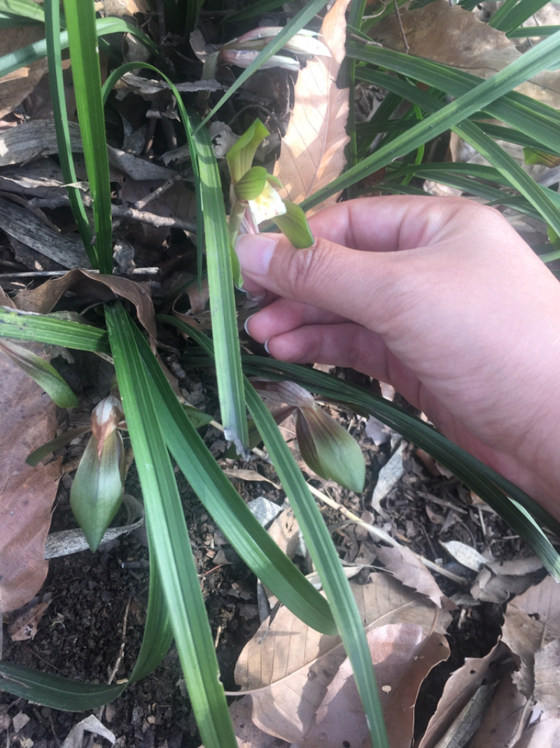 兰花苗春兰盆栽带花苞浓香型室内四季绿色植物