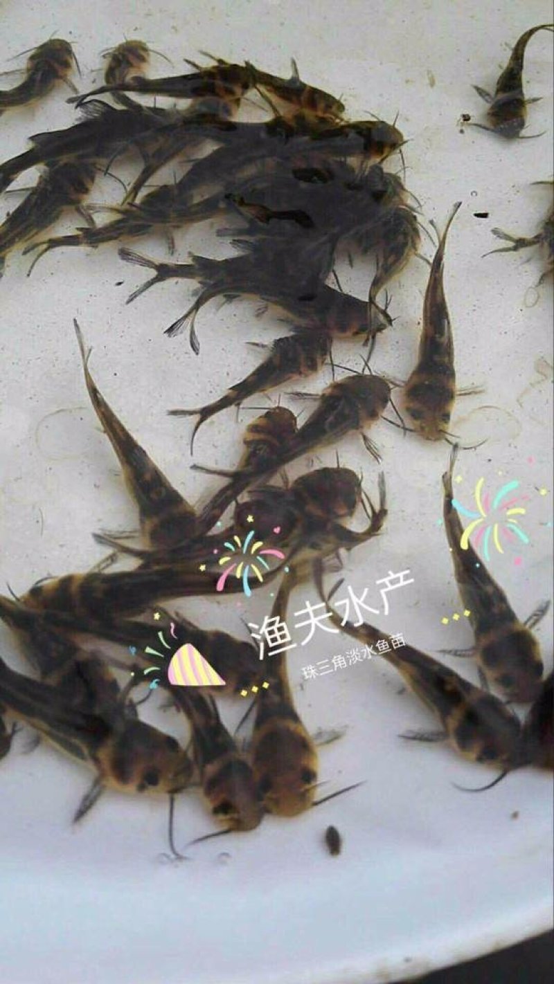 【热卖】黄辣丁苗，送货上门，质量保证，提供技术指导