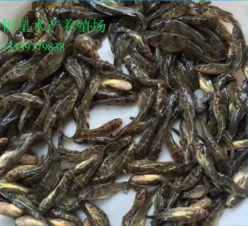 【热卖】黄辣丁苗，送货上门，质量保证，提供技术指导