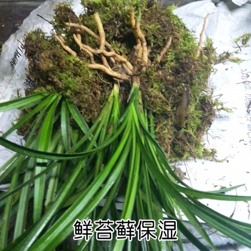 兰花苗春兰盆栽带花苞浓香型室内四季绿色植物