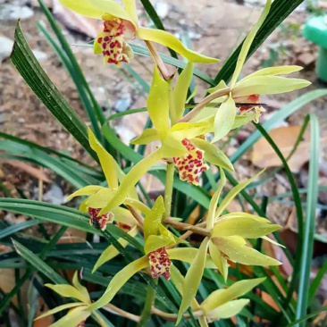兰花苗春兰盆栽带花苞浓香型室内四季绿色植物